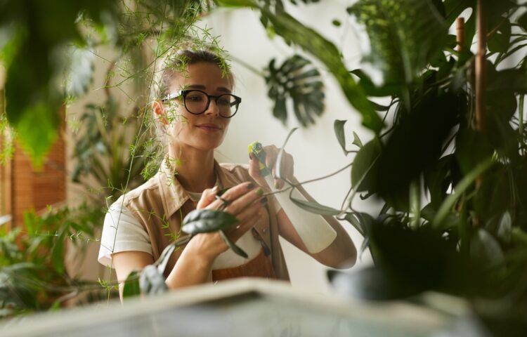 Care of home plants